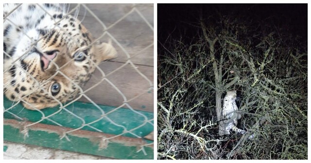 На Ставрополье леопард покалечил хозяина и сбежал из частного дома