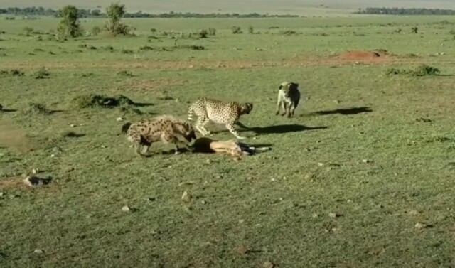 Гиены отбили у гепардов добычу, но всё равно остались голодными