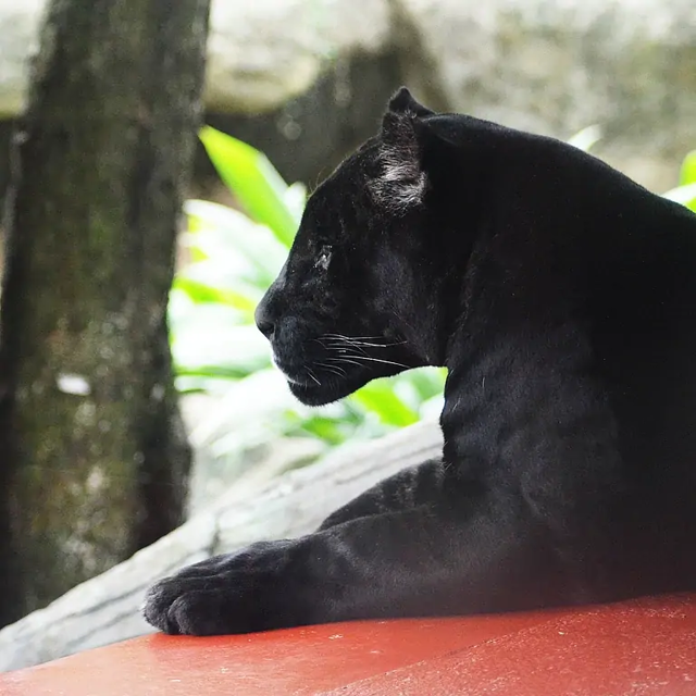 В Читинском зоопарке появились черные пантеры