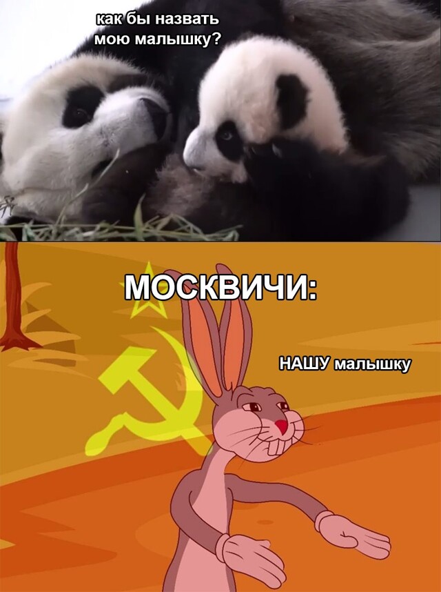Катюша, Мо Мо или Маша? Как назовут первую рожденную в России панду?