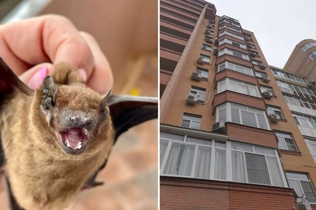 306 летучих мышей поселились на балконе многоэтажки в центре Ростова