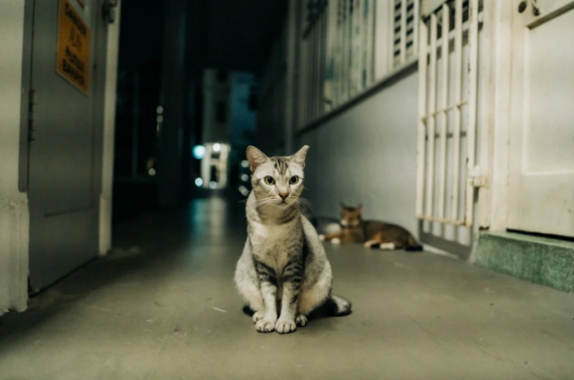 Кошки больше не вне закона в Сингапуре