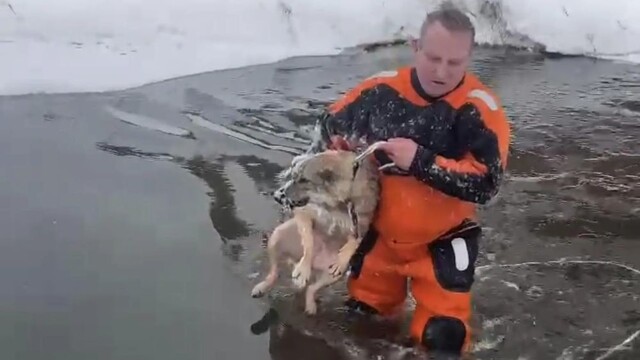 В Подмосковье спасли собаку, провалившуюся под лёд