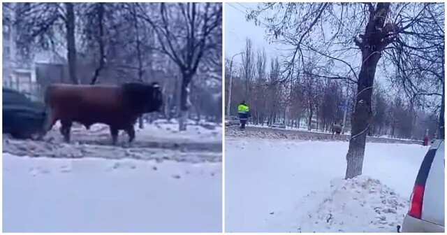 Погоня сотрудников ДПС за быком попала на видео