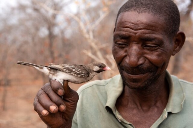 Птицы-медоуказчики научились распознавать языки местных африканских племен
