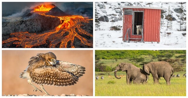Лучшие снимки дикой природы премии NBP International Awards 2023