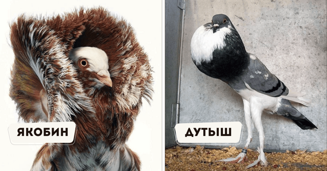 15 необычных пород домашних птиц, чей внешний вид выходит за грани обыденного