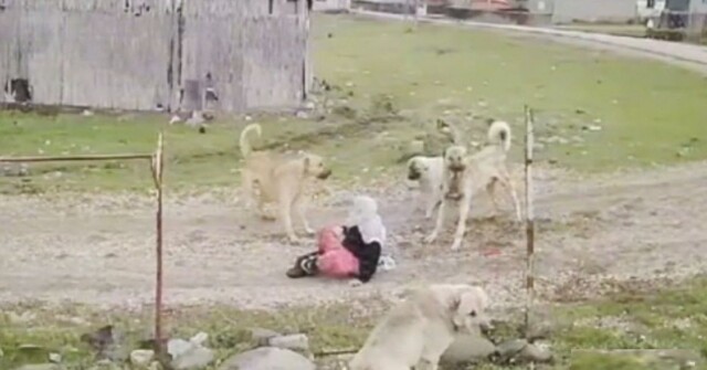 Да ну что вы, они же не кусаются: в Турции стая собак напала на женщину