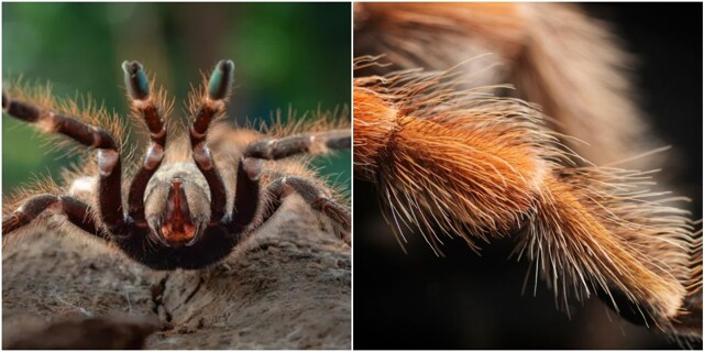 Почему тарантулы такие волосатые