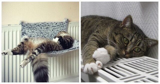 Радиатор для кота всего желанней в холода