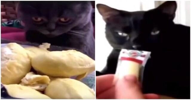 Реакция кошек и котов на дуриан