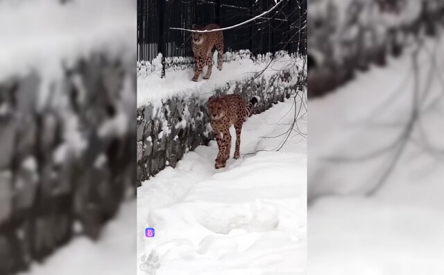 В Новосибирском зоопарке показали, как гепарды устраивают забеги по снегу