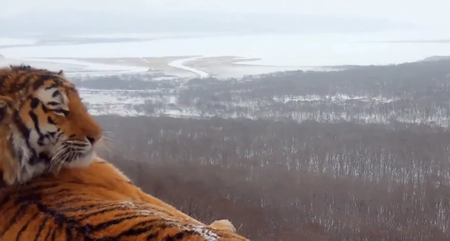 Первое видео с амурским тигром на фоне Владивостока
