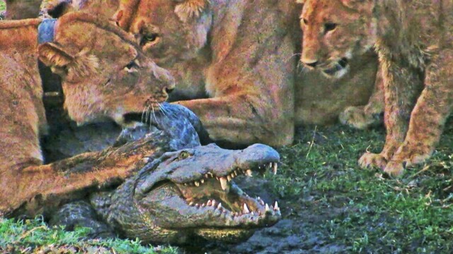 Львы решили напасть на крокодила