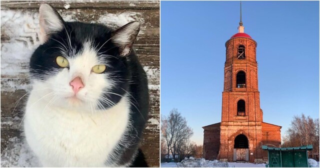 Мужчина из Коломны приехал в город Егорьевск, чтобы спасти застрявшего на колокольне кота