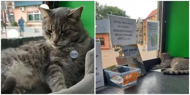 В Зеленоградске кто-то нажаловался на котика, который живёт в магазине