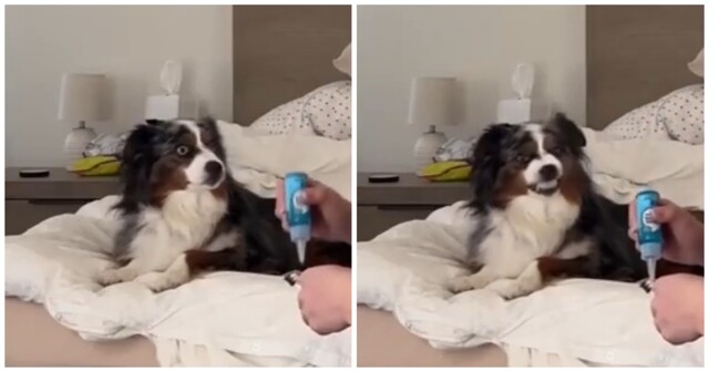 Собака приготовилась к чистке зубов