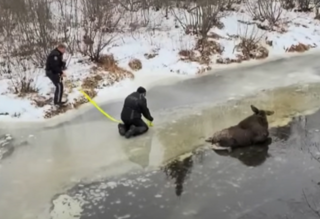 Неравнодушные люди спасли лосиху, оказавшуюся на льду реки