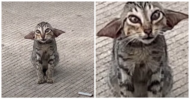 Кошка обрела новый дом благодаря своим необычным ушам
