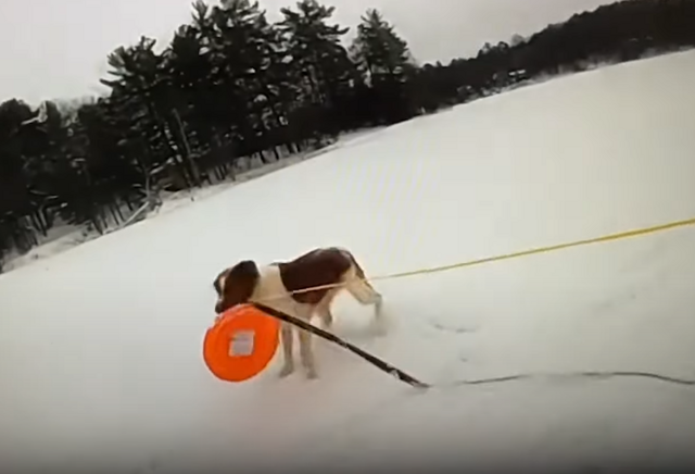 Собака помогла спасателям вытащить хозяина из ледяной воды