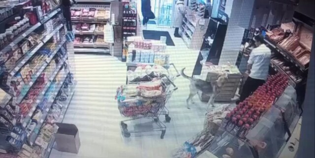Смышлёный пёс украл лаваш из магазина