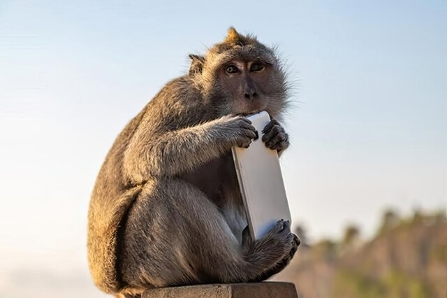 Мужчина хитростью вернул украденный обезьяной смартфон