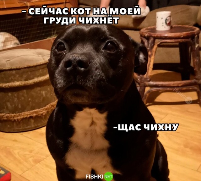 Скрины из соцсетей 