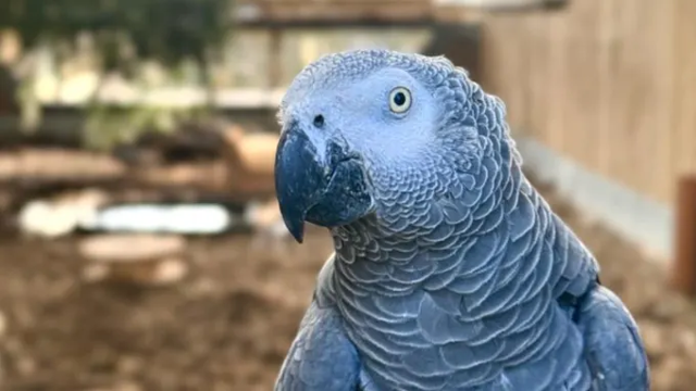 В зоопарке придумали «опасный метод» перевоспитания матерящихся попугаев