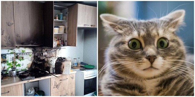 В Уфе голодные кошки чуть не подожгли квартиру, пока хозяев не было дома