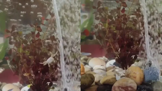 Крошечный крабик создал себе аттракцион в пределах аквариума