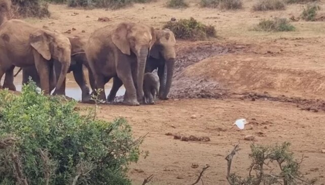 Слоны действовали сообща, чтобы помочь детёнышу