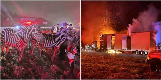 Цирковых животных спасли из горящего трейлера