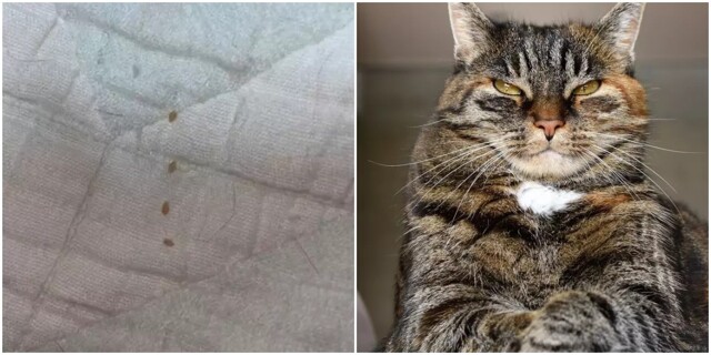 Хозяйка увидела на кровати "зёрнышки", которые оставила кошка