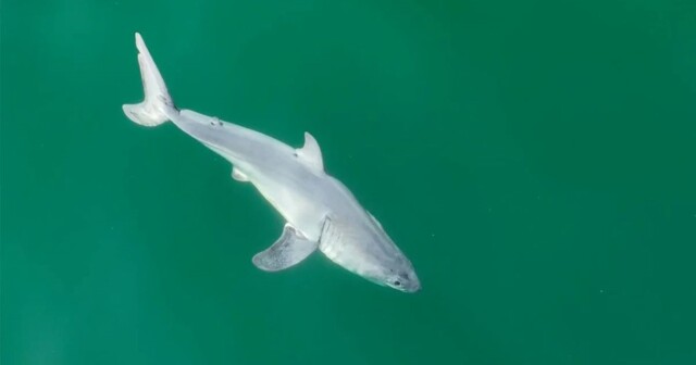 Первые в истории кадры новорождённого детёныша большой белой акулы