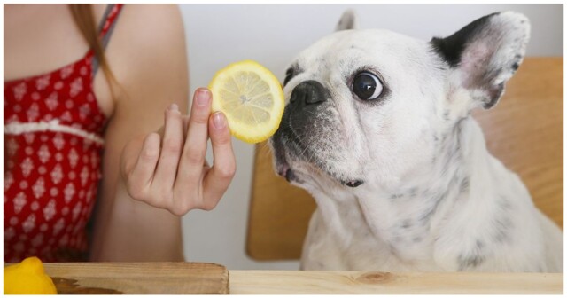 Реакция собак на лимон
