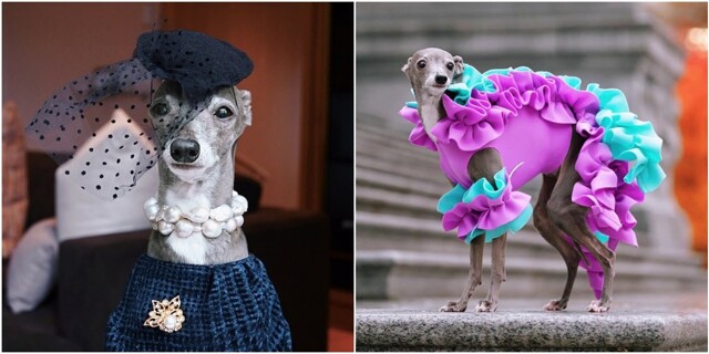 Собака стала модным блогером и иконой стиля