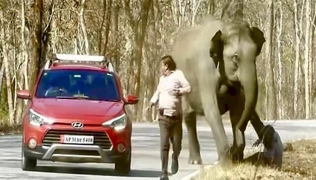 Слон догнал и чудом не растоптал нерасторопного туриста