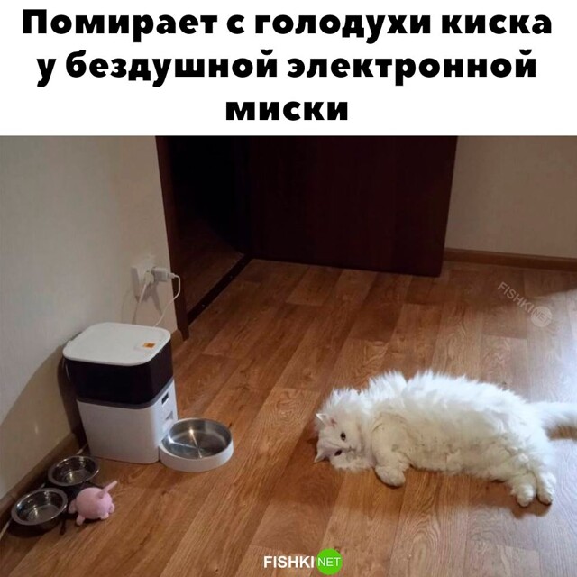Картинка дня 05-02-2024