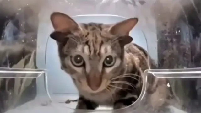 В китайском приложении, где можно кормить котов, новая звезда — кот-Лунтик