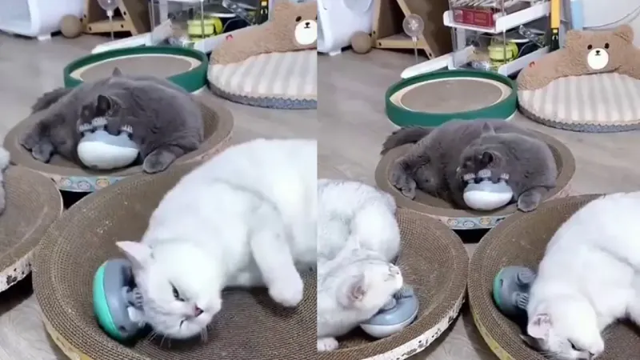 Групповой сеанс массажа для котиков
