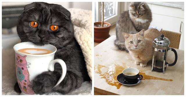 Кошки и кофе
