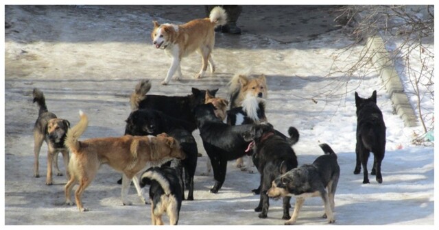 «Раз они едят друг друга, что с людьми могут сделать?»: жители Воронежа пожаловались на мужика, выгуливающего по 50 собак одновременно