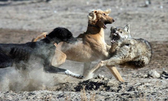 Волкодавы: созданы для драки с волком