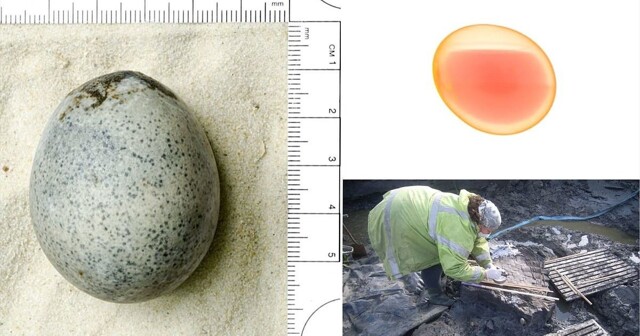 В Британии нашли птичье яйцо римских времён, сохранившее жидкий желток