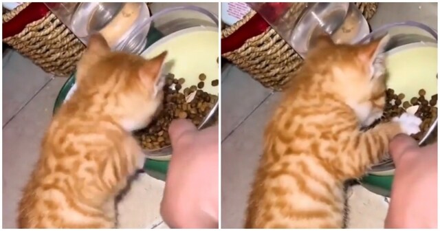 Котёнок не хочет делиться кормом