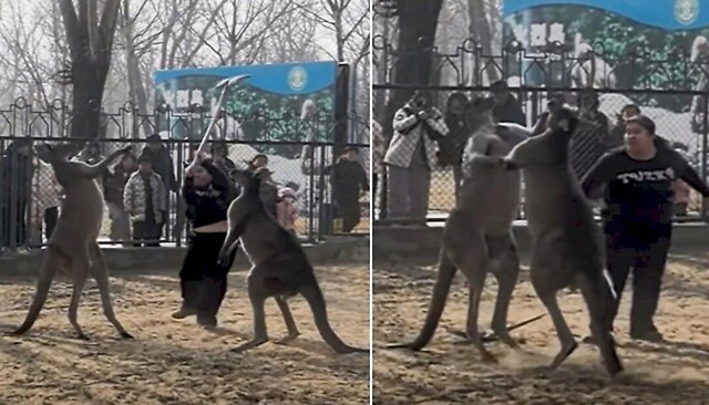 Сотрудница зоопарка сломала лопату, разнимая драку кенгуру