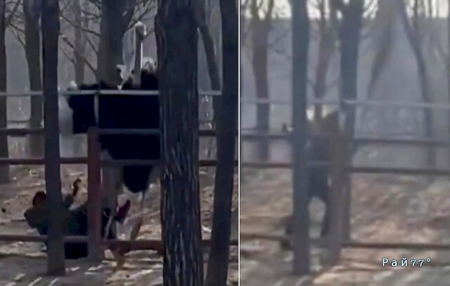 В Китае страус напал на смотрителя зоопарка