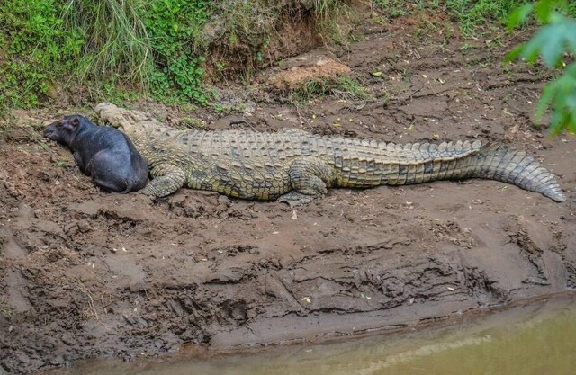 Дружба на грани фантастики: почему крокодилы нянчат маленьких бегемотов
