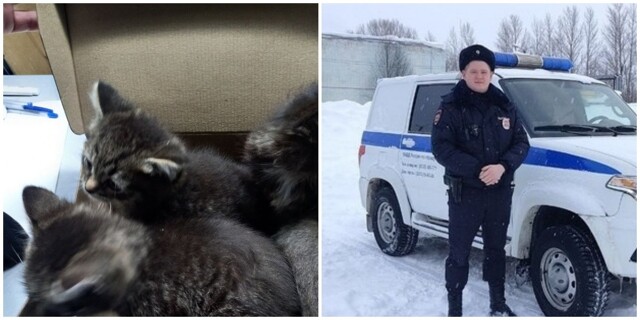 "Опасная коробка": в Кирове полицейские спасли котят, которых выбросили на мороз