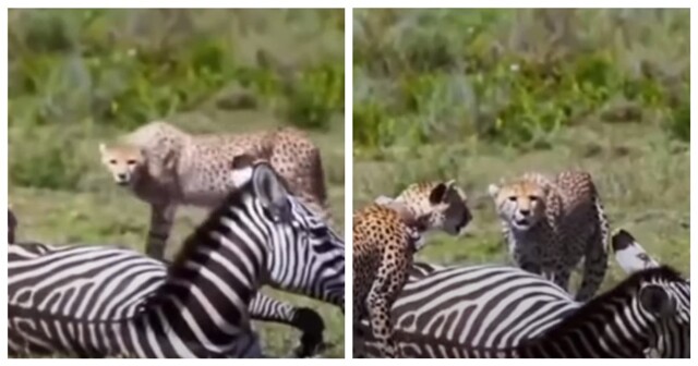 Необычная реакция гепардов на зебру